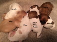 Litter of six Cavachon Puppies for sale.  DOB 1-21-16 $675
